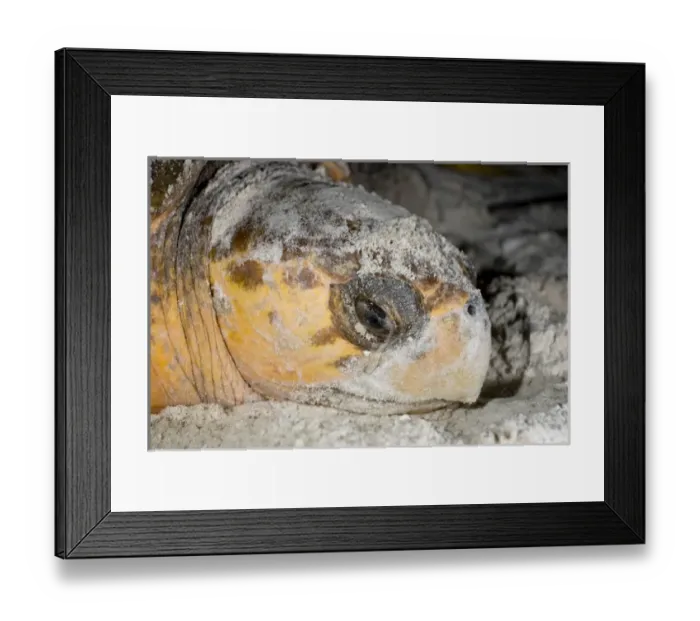 Framed Print : Loggerhead sea turtles, Caretta caretta, are threatened species under the Endangered Species Act Framed Print : Loggerhead sea turtles, Caretta caretta, are threatened species under the Endangered Species Act