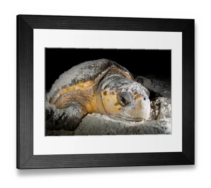 Framed Print : Loggerhead sea turtles, Caretta caretta, are threatened species under the Endangered Species Act