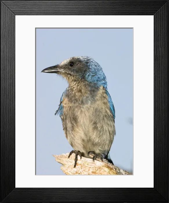 Framed Print : The endangered scrub jay is natibe to rare scrub habitats in Florida. Their friendly