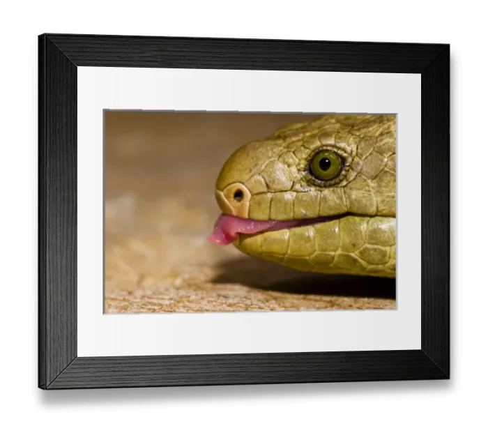 Framed Print : The Solomon Island skink, Corucia zebrata, is the largest of all skinks, and is Framed Print : The Solomon Island skink, Corucia zebrata, is the largest of all skinks, and is