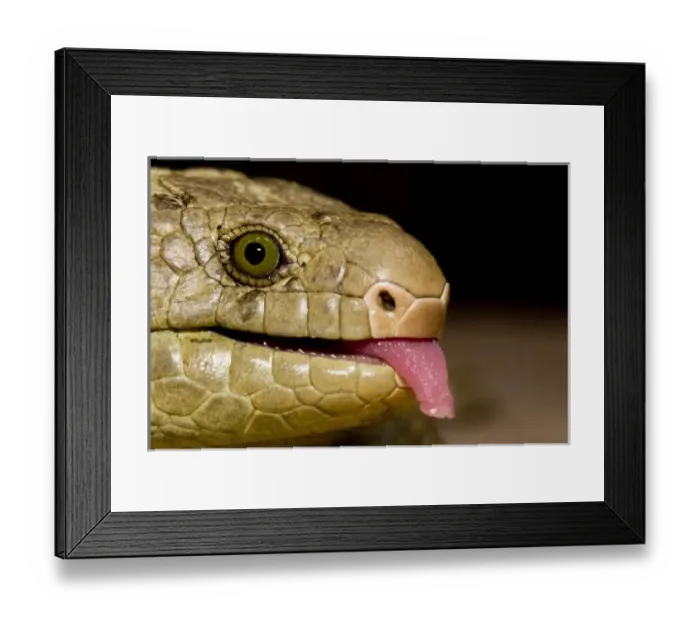 Framed Print : The Solomon Island skink, Corucia zebrata, is the largest of all skinks, and is Framed Print : The Solomon Island skink, Corucia zebrata, is the largest of all skinks, and is