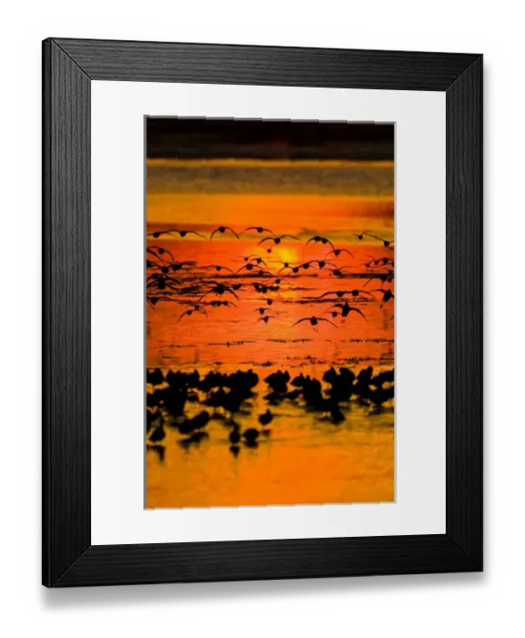 Framed Print : A group of shorebirds fly in to join their kin in the shallow waters of J. N. Ding Framed Print : A group of shorebirds fly in to join their kin in the shallow waters of J. N. Ding