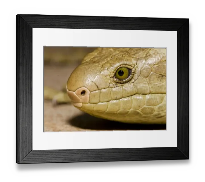 Framed Print : The Solomon Island skink, Corucia zebrata, is the largest of all skinks, and is Framed Print : The Solomon Island skink, Corucia zebrata, is the largest of all skinks, and is
