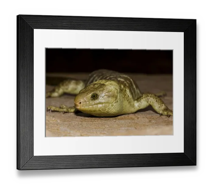 Framed Print : The Solomon Island skink, Corucia zebrata, is the largest of all skinks, and is Framed Print : The Solomon Island skink, Corucia zebrata, is the largest of all skinks, and is