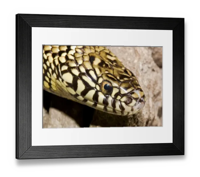 Framed Print : Florida Kingsnake (Lampropeltis getula floridana) is a non-venomous snake that preys Framed Print : Florida Kingsnake (Lampropeltis getula floridana) is a non-venomous snake that preys