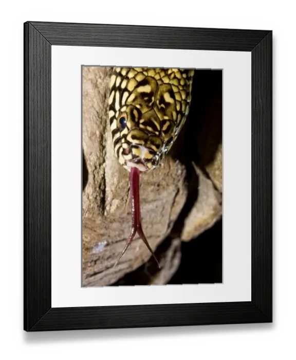 Framed Print : Florida Kingsnake (Lampropeltis getula floridana) is a non-venomous snake that preys