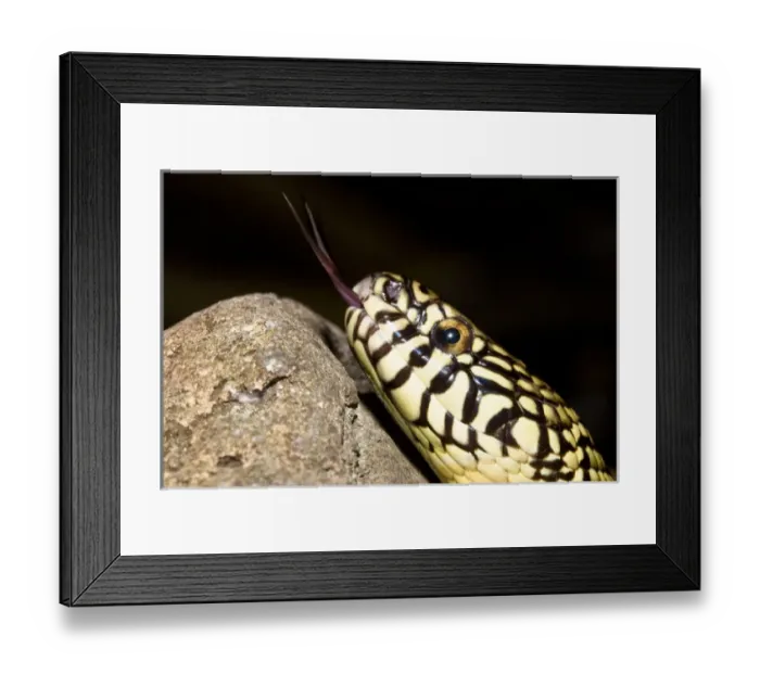 Framed Print : Florida Kingsnake (Lampropeltis getula floridana) is a non-venomous snake that preys Framed Print : Florida Kingsnake (Lampropeltis getula floridana) is a non-venomous snake that preys