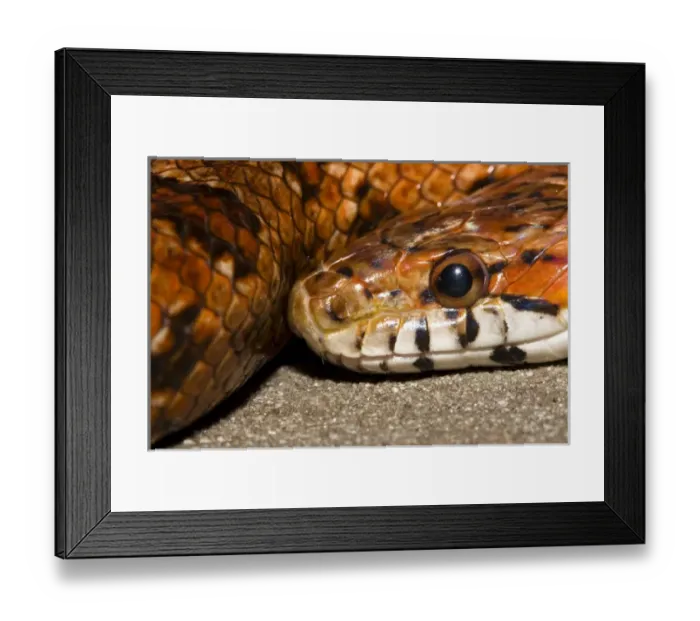 Framed Print : The red rat snake (Elaphe guttata guttata) is one of the more beautiful snakes found Framed Print : The red rat snake (Elaphe guttata guttata) is one of the more beautiful snakes found