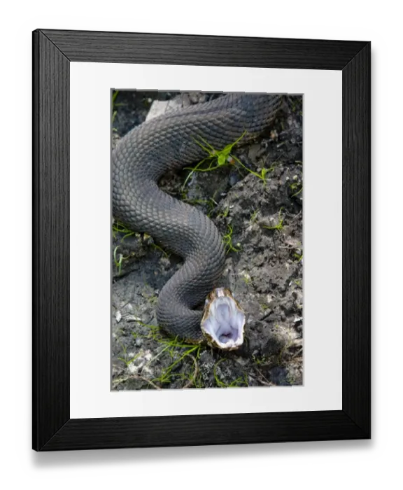 Framed Print : The water moccasin (Agkistrodon piscivorus) is a venomous pit viper species found Framed Print : The water moccasin (Agkistrodon piscivorus) is a venomous pit viper species found