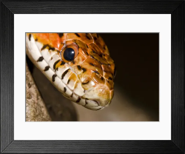 Framed Print : The red rat snake (Elaphe guttata guttata) is one of the more beautiful snakes found Framed Print : The red rat snake (Elaphe guttata guttata) is one of the more beautiful snakes found