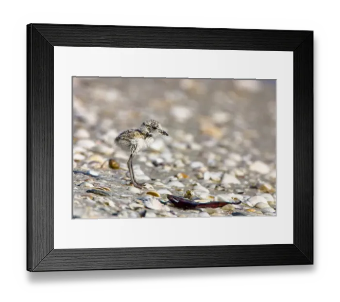 Framed Print : Young Snowy Plovers (Charadrius alexandrinus) leave their nest within three hours of hatching