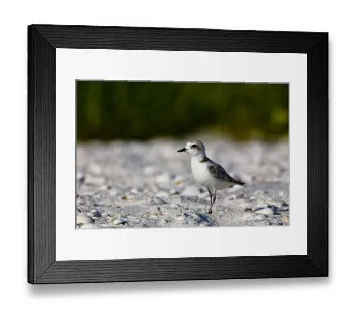 Framed Print : The snowy plover (Charadrius alexandrinus) is a small plover of beaches and barren ground Framed Print : The snowy plover (Charadrius alexandrinus) is a small plover of beaches and barren ground