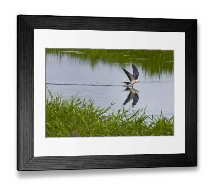 Framed Print : The Swallow-tailed Kite (Elanoides forficatus) breeds from the southeastern United