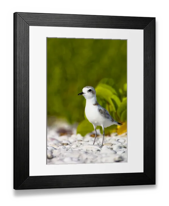 Framed Print : The snowy plover (Charadrius alexandrinus) is a small plover of beaches and barren ground Framed Print : The snowy plover (Charadrius alexandrinus) is a small plover of beaches and barren ground