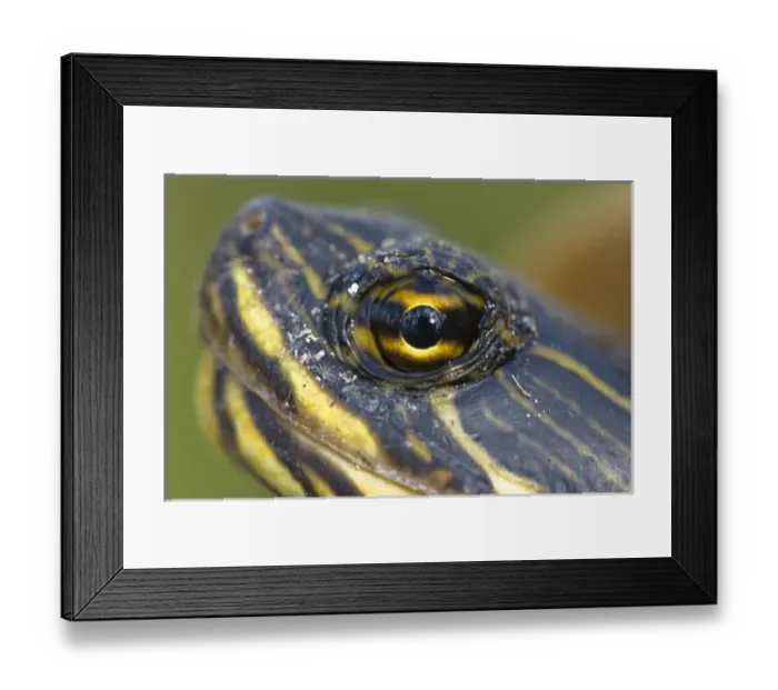 Framed Print : Florida Redbelly turtle (pseudemys nelsoni), common in south Florida, is indigenous to marshes Framed Print : Florida Redbelly turtle (pseudemys nelsoni), common in south Florida, is indigenous to marshes