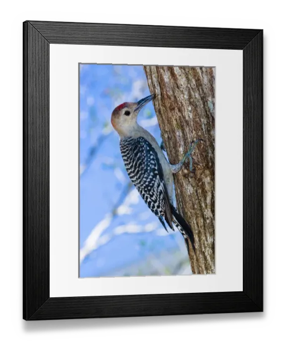 Framed Print : An immature red-bellied woodpecker arrives back on Sanibel Island, Florida in 2004 Framed Print : An immature red-bellied woodpecker arrives back on Sanibel Island, Florida in 2004