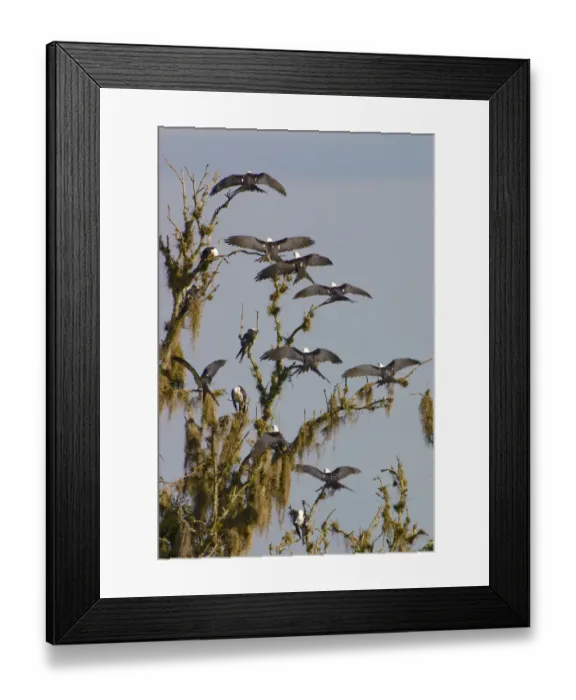 Framed Print : The Swallow-tailed Kite (Elanoides forficatus) breeds from the southeastern United