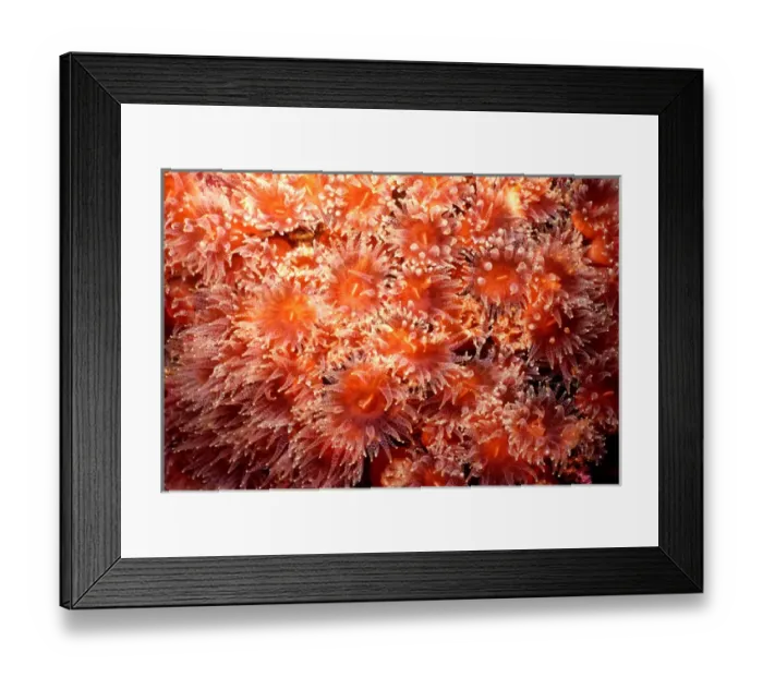 Framed Print : Coral polyps Framed Print : Coral polyps