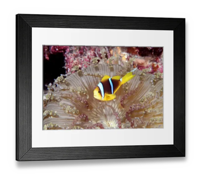 Framed Print : Orange-fin Anemonefish in Beaded Sea Anemone Framed Print : Orange-fin Anemonefish in Beaded Sea Anemone