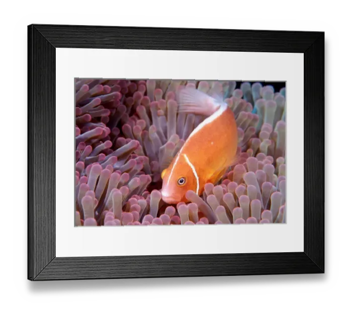 Framed Print : Pink Anemonefish and Anemone Framed Print : Pink Anemonefish and Anemone
