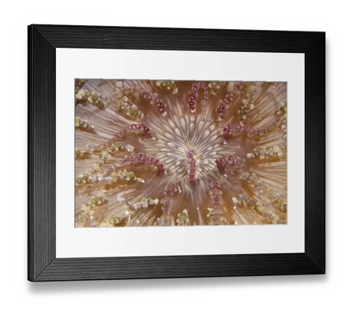 Framed Print : Beaded Sea Anemone, Heteractis aurora (close-up) Framed Print : Beaded Sea Anemone, Heteractis aurora (close-up)