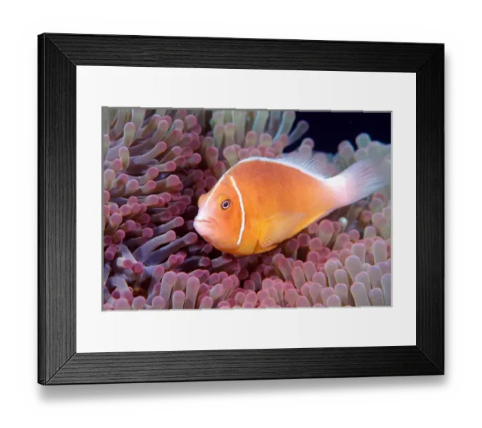 Framed Print : Pink Anemonefish