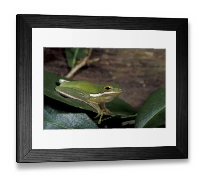 Framed Print : NA, USA, Florida, central Florida Green tree frog (Hyla cinerea)