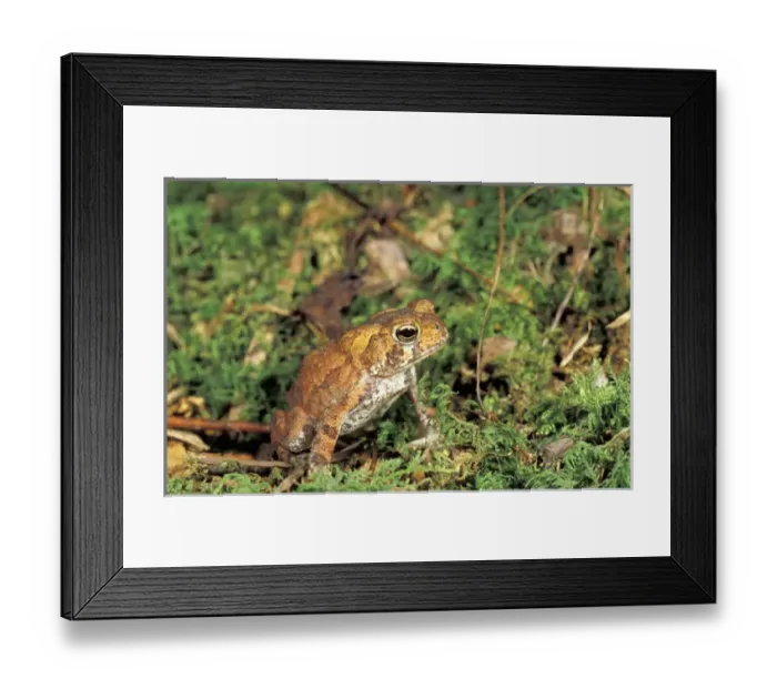 Framed Print : NA, USA, Tennesee, Smoky Mountain NP American toad (Bufo americanus) on moss Framed Print : NA, USA, Tennesee, Smoky Mountain NP American toad (Bufo americanus) on moss