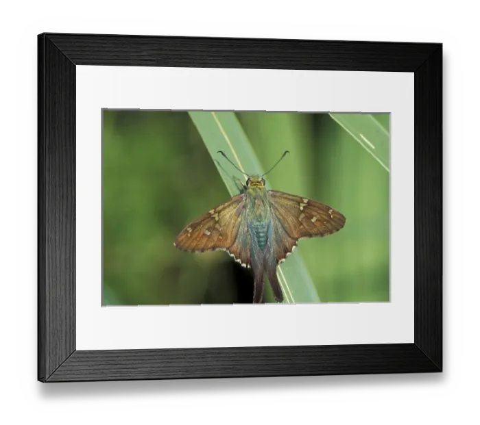 Framed Print : NA, USA, Florida, Cedar Key Long-tailed skipper (Urbanus proteus) on a palm frond
