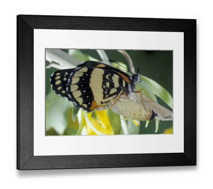 Framed Print : NA, USA, Texas, Brooks County Border patch butterfly (Chlosyne lacinia) on cowpen Framed Print : NA, USA, Texas, Brooks County Border patch butterfly (Chlosyne lacinia) on cowpen