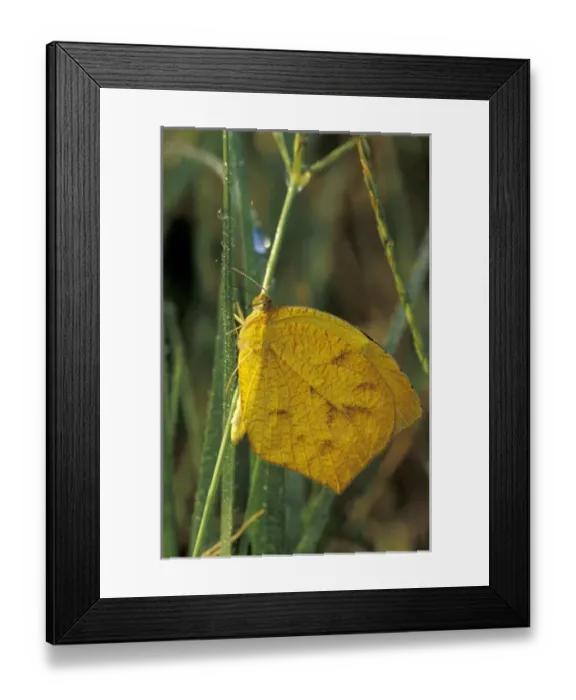 Framed Print : NA, USA, Texas, Brooks County Tailed orange butterfly (Eurema proterpia) on a Framed Print : NA, USA, Texas, Brooks County Tailed orange butterfly (Eurema proterpia) on a