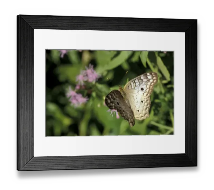 Framed Print : USA, Texas, Santa Ana NWR White Peacock on blue mist (Anartia jatrophae) Framed Print : USA, Texas, Santa Ana NWR White Peacock on blue mist (Anartia jatrophae)