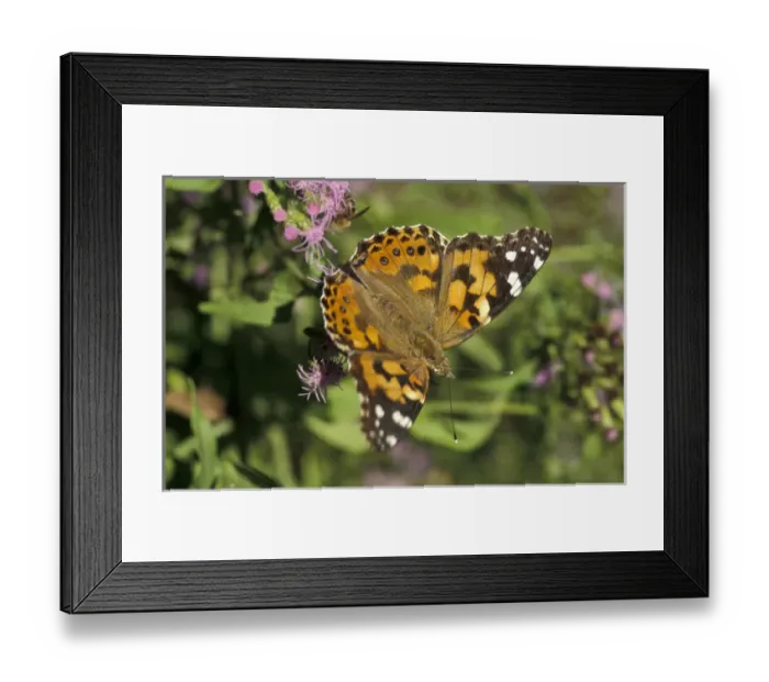Framed Print : USA, Texas, Santa Ana NWR Painted Lady on blue mist (Vanessa cardui)