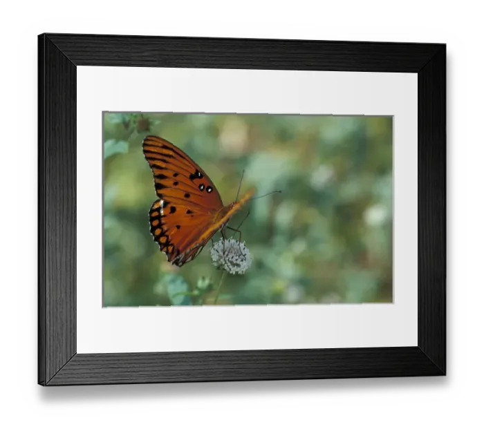 Framed Print : USA, Florida, Lower Suwannee NWR Gulf Fritillary feeding on musky mint Framed Print : USA, Florida, Lower Suwannee NWR Gulf Fritillary feeding on musky mint