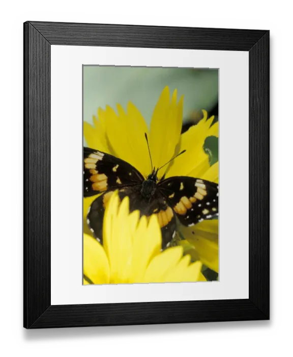 Framed Print : USA, Texas, Brooks County Border patch butterfly getting nectar from cowpen daisy