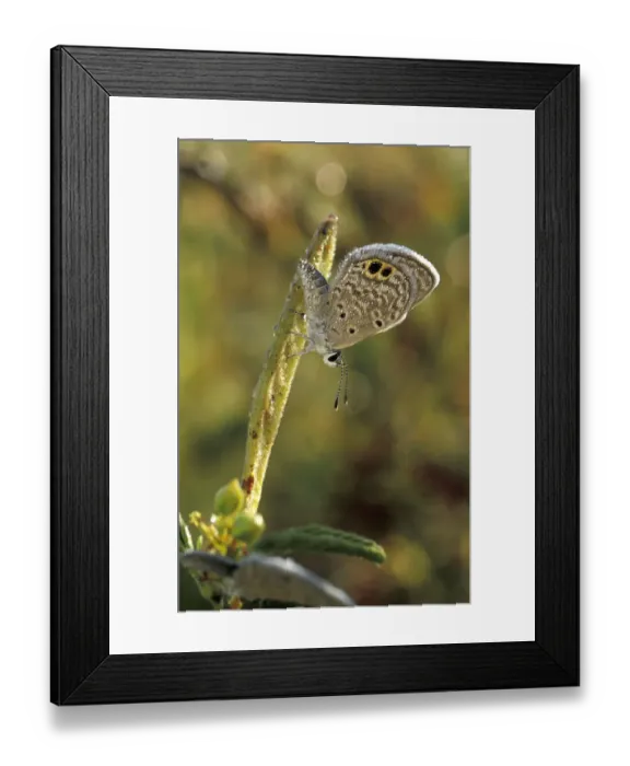 Framed Print : USA, Texas, Brooks County Ceraunus Blue butterfly in morning dew (Hemiargus
