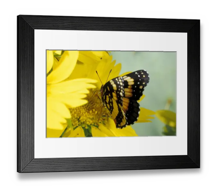 Framed Print : USA, Texas, Brooks County Border patch butterfly on cowpen daisy Chlosyne lacinia)