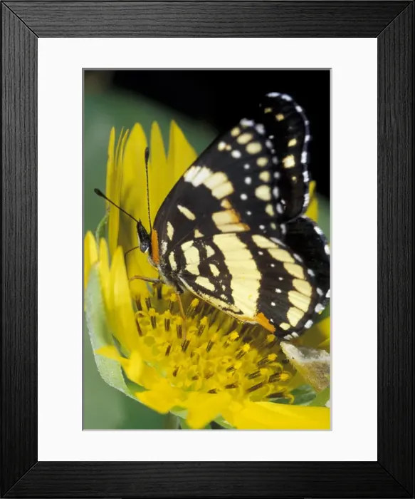 Framed Print : USA, Texas, Rio Grande Valley Border patch butterfly receiving nectar from cowpen