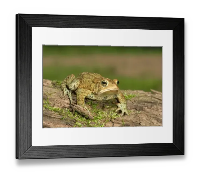 Framed Print : American toad on log Bufo americanus Eastern US Maresa Pryor Framed Print : American toad on log Bufo americanus Eastern US Maresa Pryor