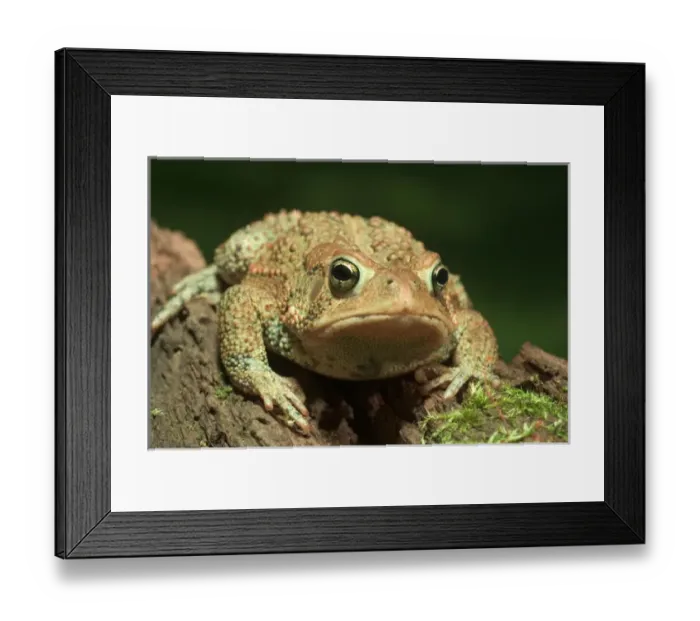 Framed Print : American toad on log Bufo americanus Eastern US Maresa Pryor Framed Print : American toad on log Bufo americanus Eastern US Maresa Pryor