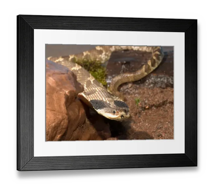 Framed Print : Eastern Hognose snake showing the cobra like flaring of the neck activated when it Framed Print : Eastern Hognose snake showing the cobra like flaring of the neck activated when it