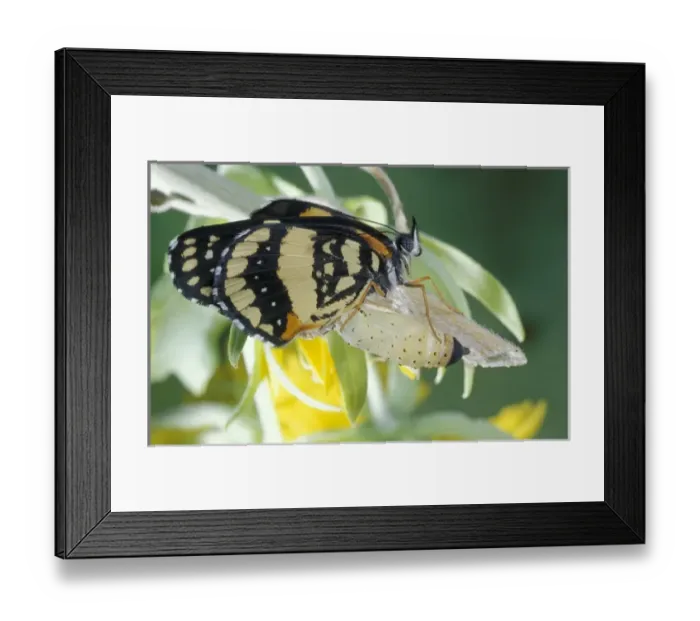 Framed Print : USA, Texas, Brooks County Border patch butterfly just hatched from chrysalis
