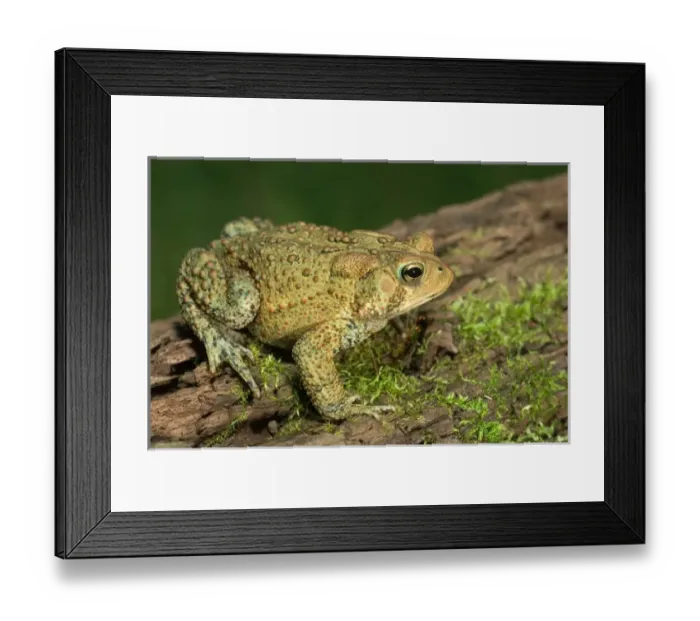 Framed Print : American toad on log Bufo americanus Eastern US Maresa Pryor Framed Print : American toad on log Bufo americanus Eastern US Maresa Pryor