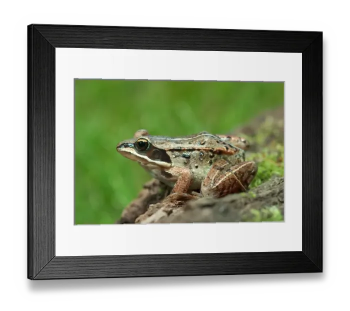 Framed Print : Wood frog Rana sylvatica Maresa Pryor Framed Print : Wood frog Rana sylvatica Maresa Pryor
