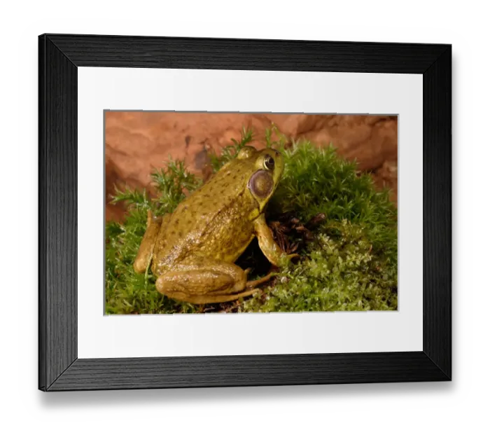 Framed Print : Northern Male Green frog, Rana clamitans melanotamale Framed Print : Northern Male Green frog, Rana clamitans melanotamale