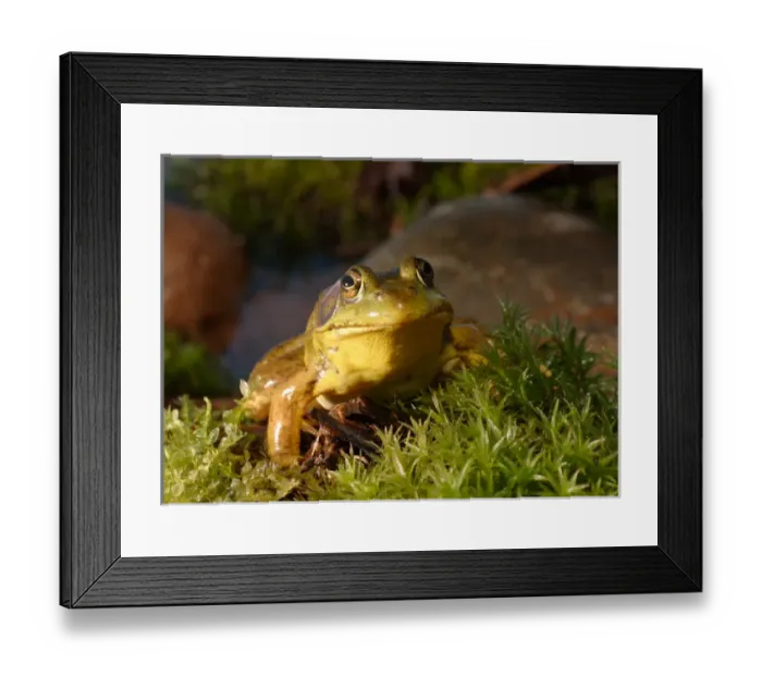 Framed Print : Northern Male Green frog, Rana clamitans melanotamale