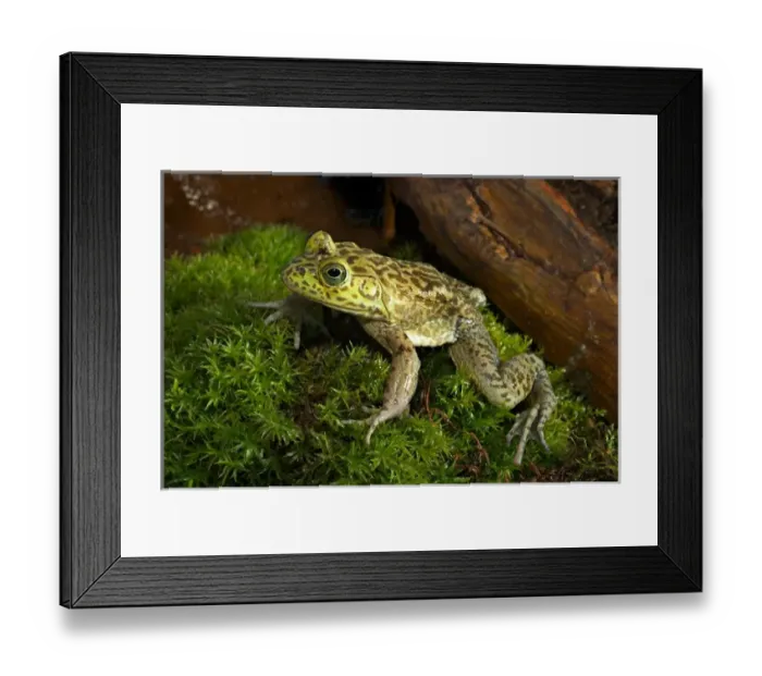 Framed Print : Bullfrog, Rana catesbeiana Framed Print : Bullfrog, Rana catesbeiana