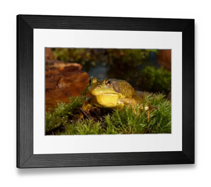 Framed Print : Northern Male Green frog, Rana clamitans melanotamale Framed Print : Northern Male Green frog, Rana clamitans melanotamale