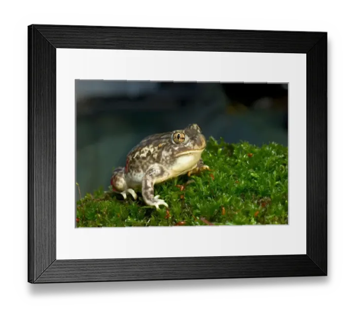 Framed Print : Couchs spadefoot toad, Scaphiopus couchi Framed Print : Couchs spadefoot toad, Scaphiopus couchi