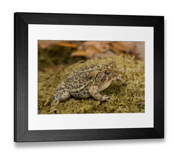 Framed Print : Florida, Southern toad, Bufo terrestris Framed Print : Florida, Southern toad, Bufo terrestris